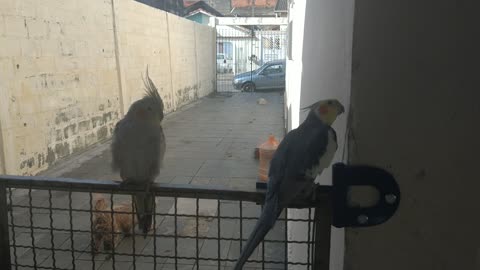 cockatiel singing to partner