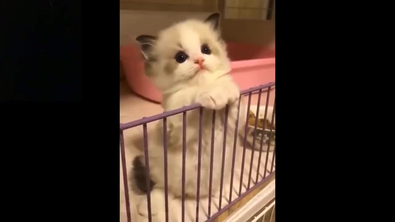 Cute And Funny Pets | Try Not To Laugh To These Pets Compilation # 3