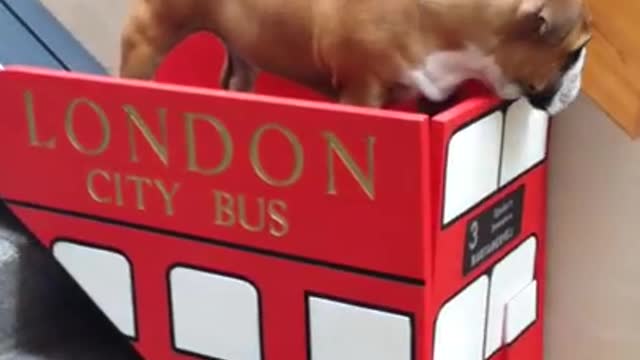 DOG TAKES STAIR LIFT TO COME DOWN