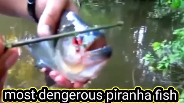 Feeding piranha fish || Monster fish || dengerous fish