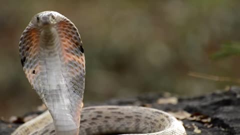 Venomous cobra snake