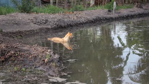 A Dog swiming in the lake is suprised by the farting sound