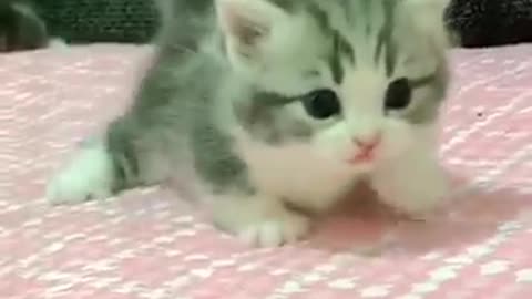 bayi kucing comel banget