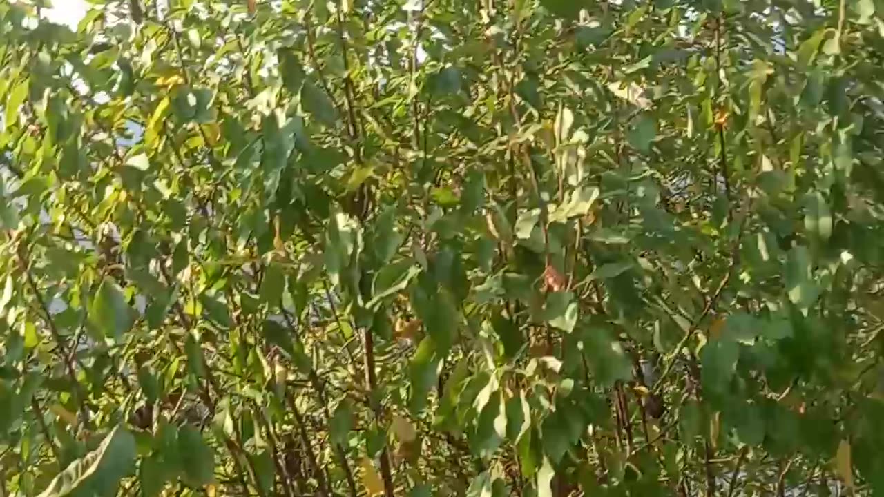 Wild cat Helicopter up close fighting the fires (MUST SEE)