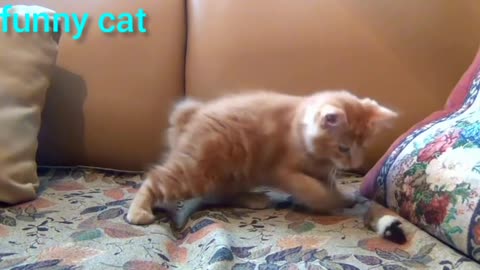 This little kitten was playing with toys