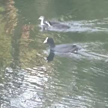 ASMR Peaceful Nature Duck Goose Videos