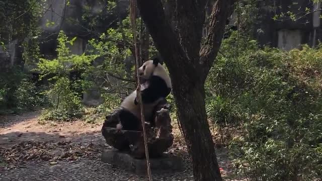 When the panda is tired