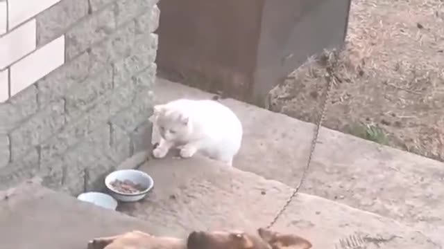 Cat gets caught trying to eat dog food