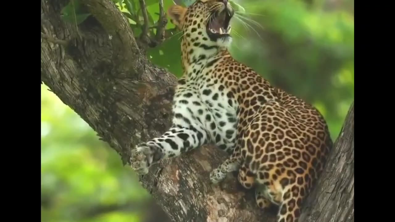 beautiful Jaguar spotted on top of the tree