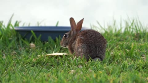 Rabbit eating tortilla 5-22-2024