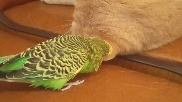 Parrot treats cat's ear like his own personal chew toy