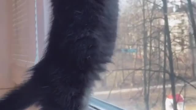 how does your kitten ask for a walk?