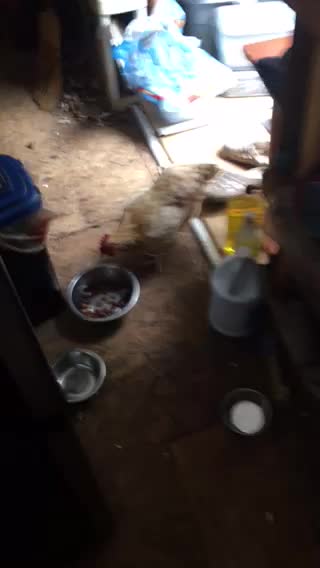 Chicken eat dog food