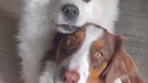 dogs hug!