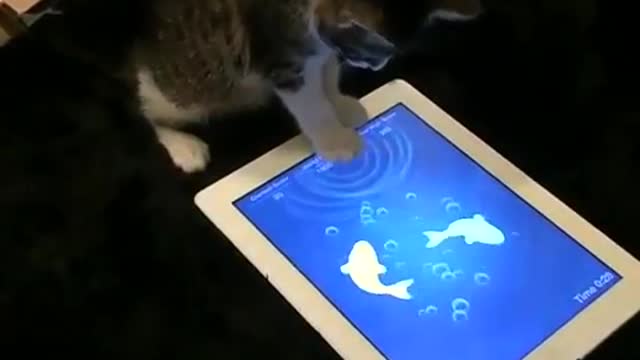 Funny cat