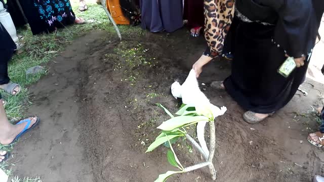 Heartbroken Cat Mourns The Death Of A Man And Refuses To Leave His Grave