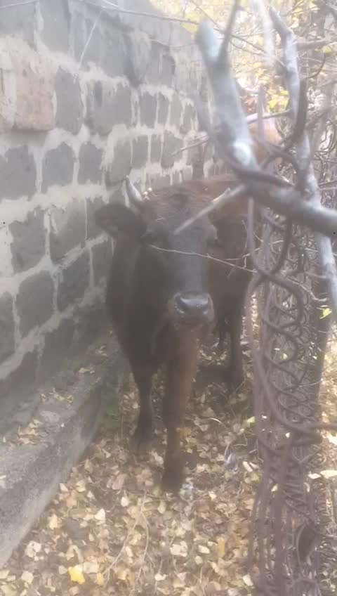 Cute animal resting next to the wall