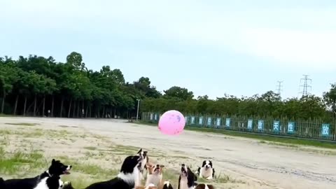 lots of dogs playing with balloons