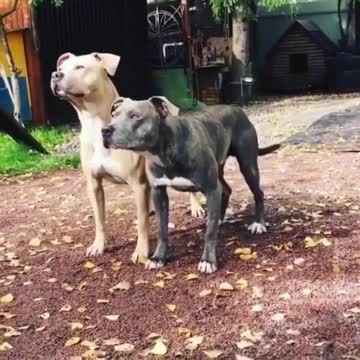 The owner ordered the dog