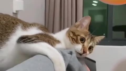 ps😹_ #funny Cute Cats #shorts Video😂_ #trending #animals #reels