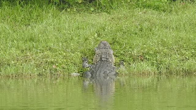 Alligator enjoying a carp for dinner