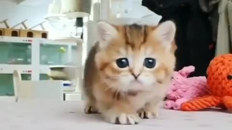 cute cats videos