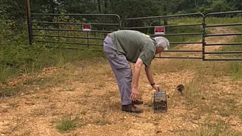 Cute black possum baby safely relocated 9-29