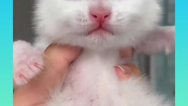 Cute and funny cat videos compilation