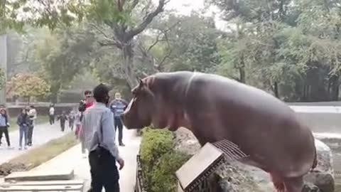 So hippos are considered the most dangerous land animals on the planet.