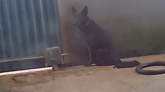 security dog