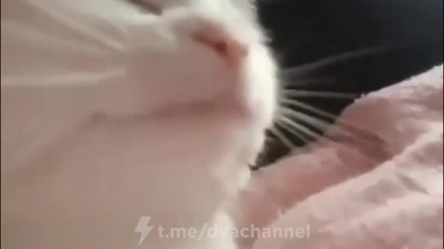 funny Cat dancing for you