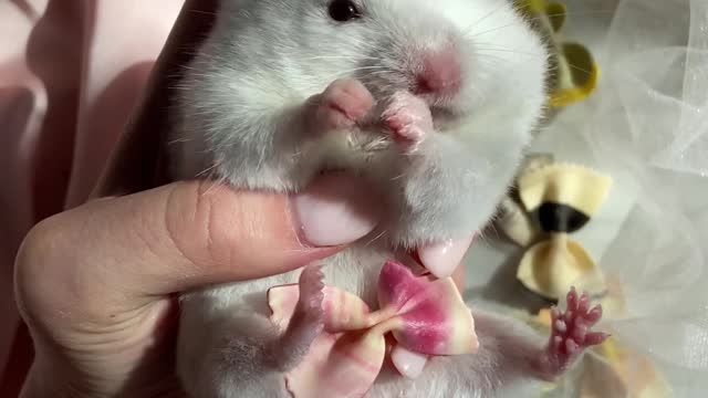 Hamster eating colored pasta