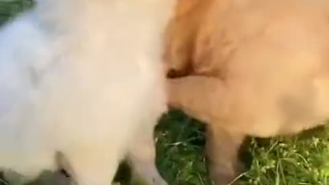 Try not to laugh