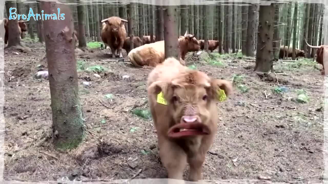 FUNNY ANIMALS, CATS, DOGS, and OTHERS