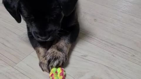 Young son biting and playing