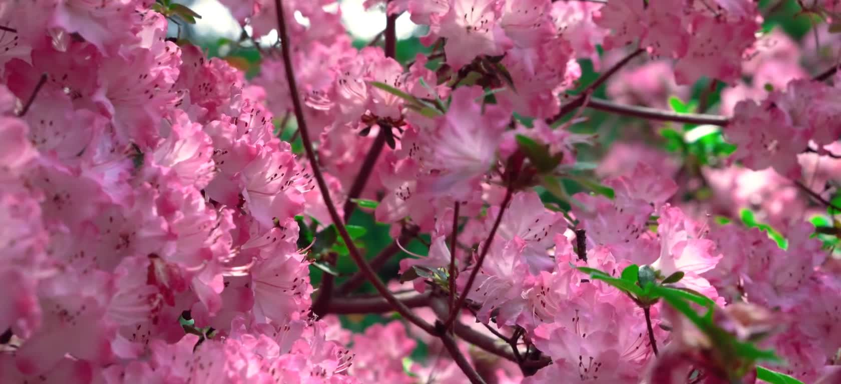 Beautiful flowers