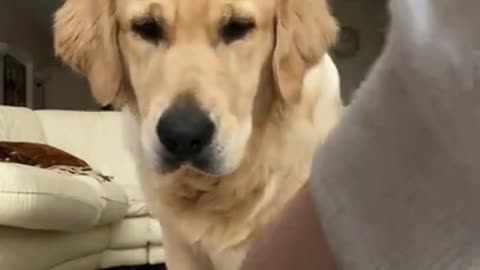 Feeding My Golden Retriever Invisible Treats