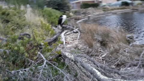 Sneaking up on a large fish catching water bird in Tasmania.