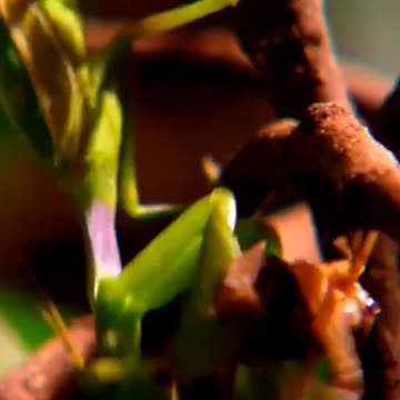 Wild Animal Park Hours: What to Expect #wildlife #viral animal park