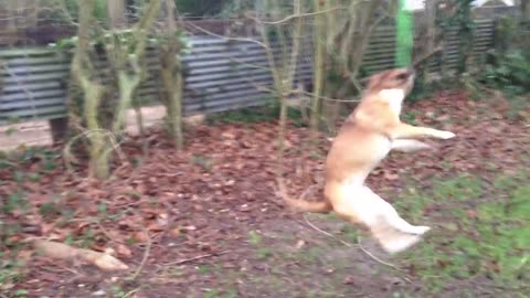 Crazy Dog swinging on rope