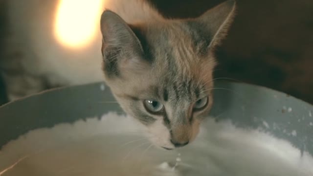 Animal cat video