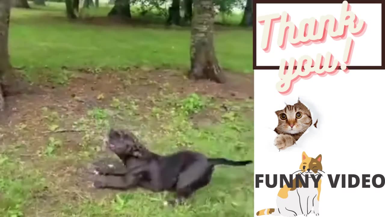 😂😂FUNNY CAT 2024😂😜__FUNNY ANIMAL VIDEOS __