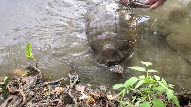The monster snapper