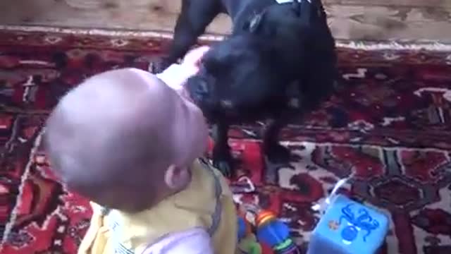 baby playing with pug