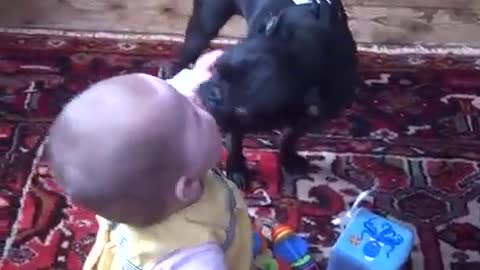 baby playing with pug