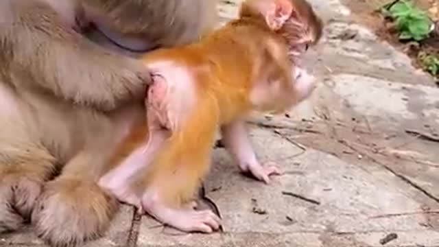 Cute Baby Monkey what to do? watch this video