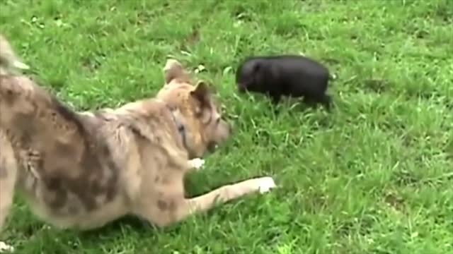 Big dog and little baby pig have an unbreakable bond!