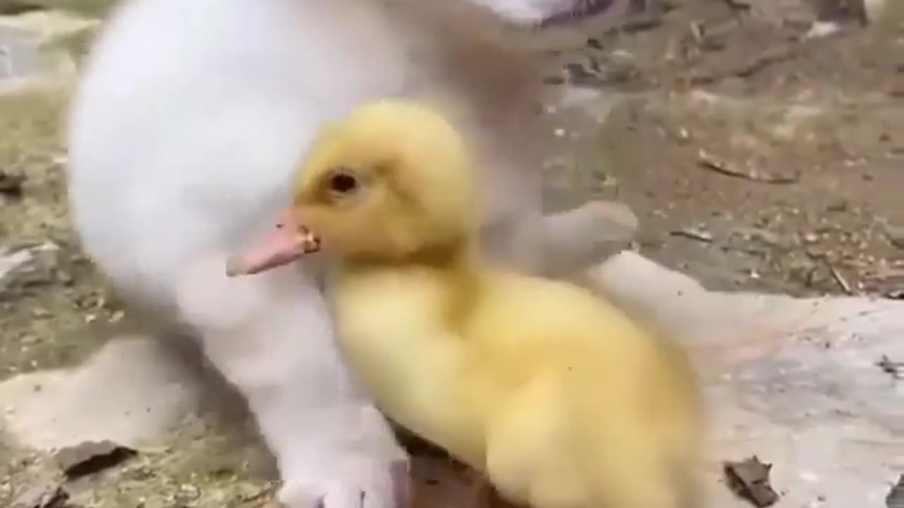 Funny puppy