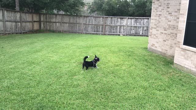 Merlin goes for some exercise