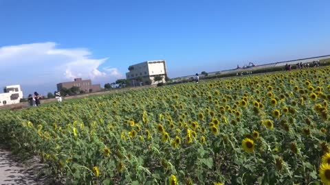 Sunflower fields